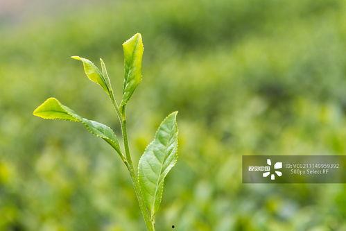 嫩芽视频在线视频,探索在线视频新潮流