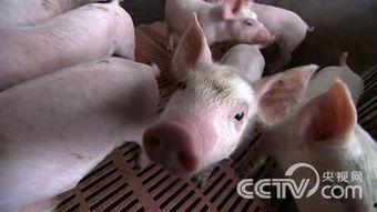 陈老师养猪在线视频,揭秘养猪业的秘密与技巧