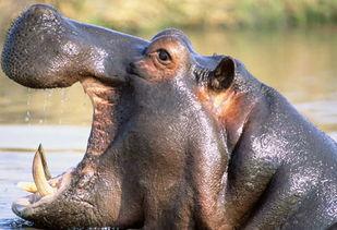 色河马在线视频精品,精彩纷呈，视听盛宴