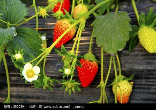 红草莓在线视频观看,揭秘在线视频的魅力之旅