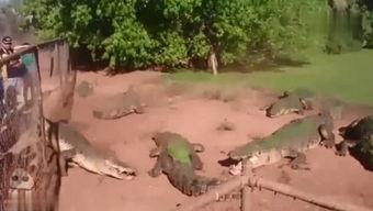 哥猛草在线视频,揭秘网络红人的崛起之路