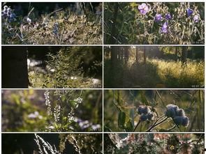 草草 碰在线视频,在线视频的轻松邂逅之旅