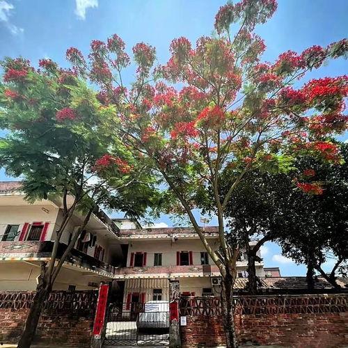 凤凰树在线视频,探寻自然之美，感受生命力量