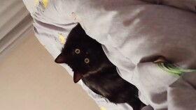 超级蝌蚪3在线视频,奇幻冒险之旅