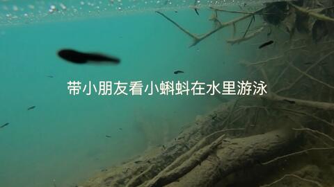 超级蝌蚪3在线视频,奇幻冒险之旅